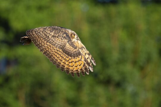 Eurasian Eagle-owl (bubo bubo) flying, Gerolstein, Rhineland-Palatinate, Germany