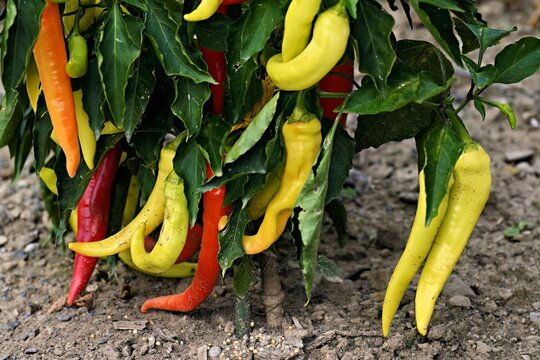 Fruits of the &lsquo;Sweet Banana' chilli (Capsicum annuum), Canton of Aargau, Switzerland