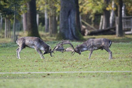 Fallow deer (Dama dama), fighting, Lower Saxony, Germany