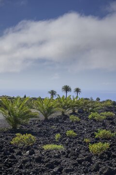 Palm trees at the edge of the lava field of the San Juan volcano in 1949, Las Manchas, La Palma, Spain