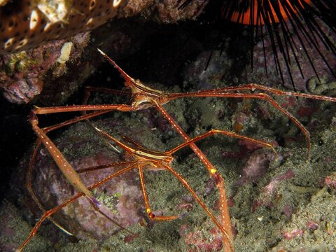 Two specimens of arrow crab (Stenorhynchus lanceolatus), dive site El Cabron Marine Reserve, Arinaga, Gran Canaria, Spain, Atlantic Ocean