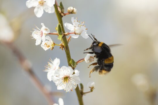 Buff tailed bumblebee (Bombus terrestris) adult bee insect feeding on Blackthorn tree blossom or flowers in spring, Norfolk, England, United Kingdom