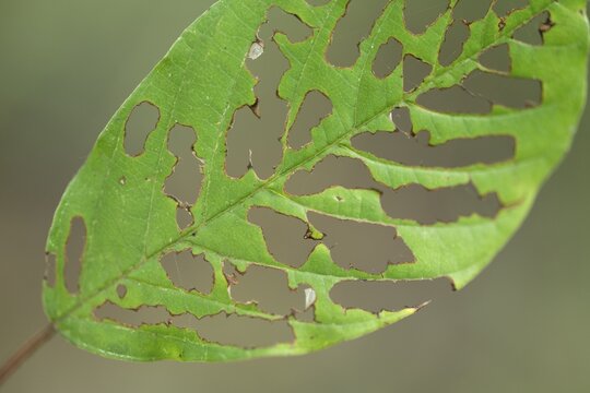 Buckthorn (Rhamnus frangula), leaf with feeding traces of a caterpillar, Lower Saxony, Germany