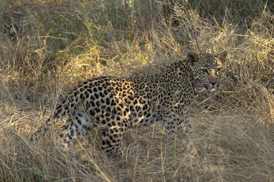 Leopard (Panthera pardus) in tall grass, Khomas Region, Namibia