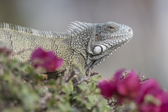 Green iguana (Iguana iguana), Curacao