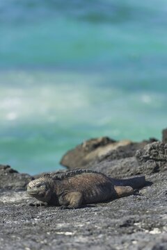 Marine Iguana (Amblyrhynchus cristatus), San Crist&oacute;bal Island, Gal&aacute;pagos Islands, Ecuador