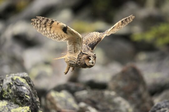 Long-eared owl (Asio otus), adult, flying, autumn, Bohemian Forest, Czech Republic