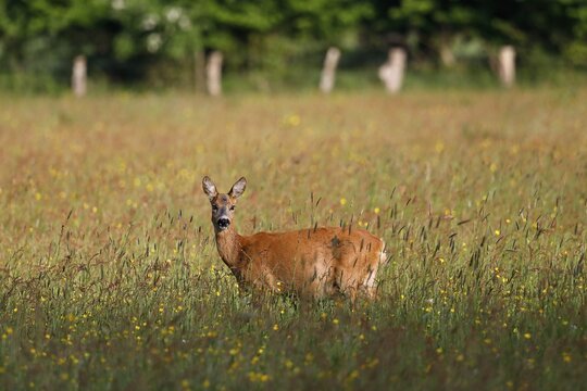 Roe deer (capreolus capreolus), female, grazing doe standing in meadow and looking attentively, Schleswig-Holstein, Germany