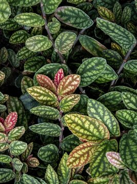 Green and purple patterned leaves, dot flower (Hypoestes phyllostachya), dot leaf, Botanical Garden Berlin, Berlin, Germany