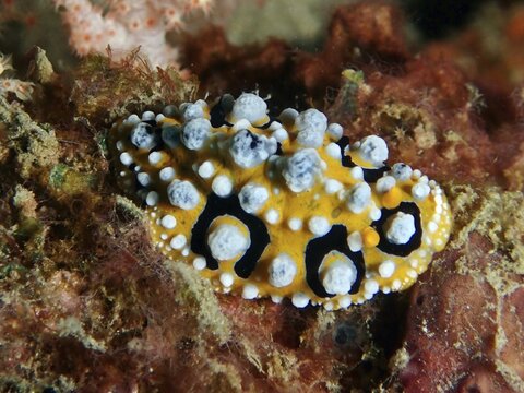 Colourful, yellow sea snail with black and white patterns, eyespot wart slug (Phyllidia ocellata), on a red-brown background. Dive site Prapat, Penyapangan, Bali, Indonesia