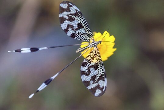 Below thread lacewing, nemoptera bipennis, southwestern European threadlike, Extremadura, insects, insects, web-winged, Spain