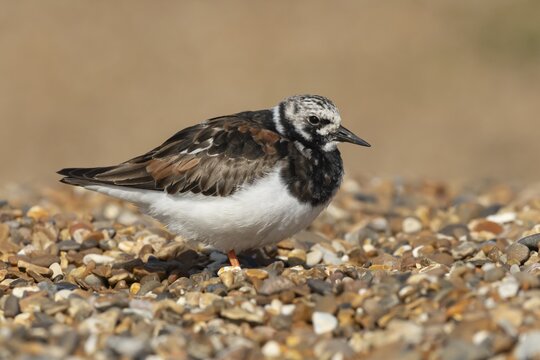 Ruddy turnstone (Arenaria interpres) adult wading bird in summer plumage on a shingle beach, England, United Kingdom
