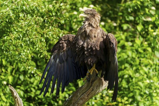 Eagle with wide open wings and wild gaze in dense foliage, white-tailed eagle (Haliaeetus albicilla), France