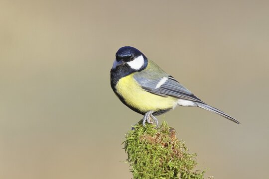 Great Tit (Parus major), perched on a moss-covered branch, wildlife, animals, birds, tits, Wilnsdorf, North Rhine-Westphalia, Germany
