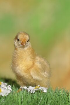 Domestic fowl (Gallus gallus domesticus), freshly hatched, chicken chick standing on grass, Wilnsdorf, North Rhine-Westphalia, Germany