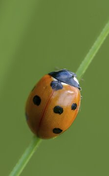 Coccinella septempunctata, seven-spotted ladybird, beetle, coleoptera, high size, portrait format, insects, beetles, seven-spot ladybird, seven-spotted ladybug