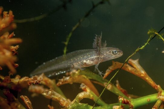 Lissotriton vulgaris meridionalis, Lissotriton vulgaris schreiberi, Schreiber's pond newt, smooth newt, pond newt spec., amphibians, caudata, adolescent, juvenile, larva, lurch, newt, tail amphibians, water newts