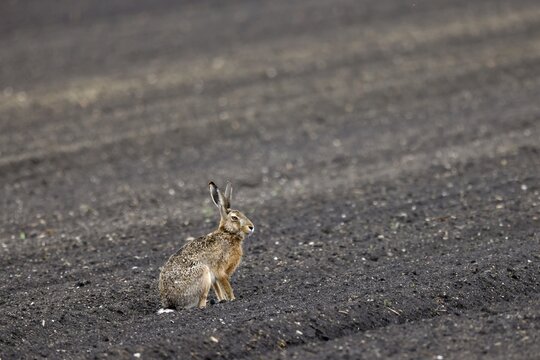 European hare (Lepus europaeus) in a field, wildlife, Burgenland, Austria