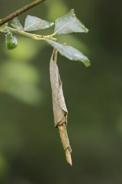Funnel moth (Deporaus mannerheimii, Deporaus mannerheimi), leaf roll containing the eggs of the beetle, North Rhine-Westphalia, Germany