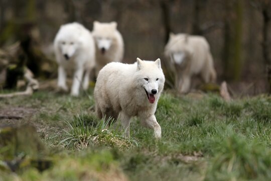 Arctic wolf (Canis lupus arctos) pack running in a meadow, captive