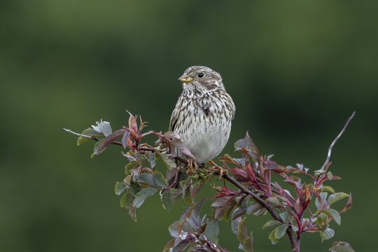 Corn bunting (Emberiza calandra) sits on its perch in a hedge and observes what is happening in its territory, perch, breeding area, Denmark