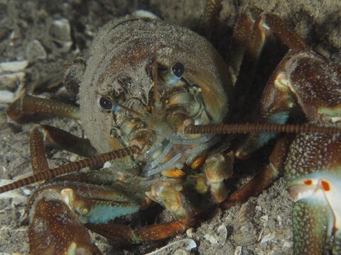 Detailed view of a crayfish head with focussed eyes. Signal crayfish (Pacifastacus leniusculus), American crayfish, invasive species. Terlinden dive site, K&uuml;snacht, Lake Zurich, Canton Zurich, Switzerland