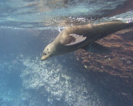 Galapagos Sea Lion (Zalophus wollebaeki) under water, Espa&ntilde;ola Island, Gal&aacute;pagos Islands, Ecuador