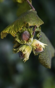 Betulaceae, birch plants, corylus avellana, common hazel, hazel borer, hazel, hazel, common hazel, flora, fruit, high size, portrait format, nut, plants, plants