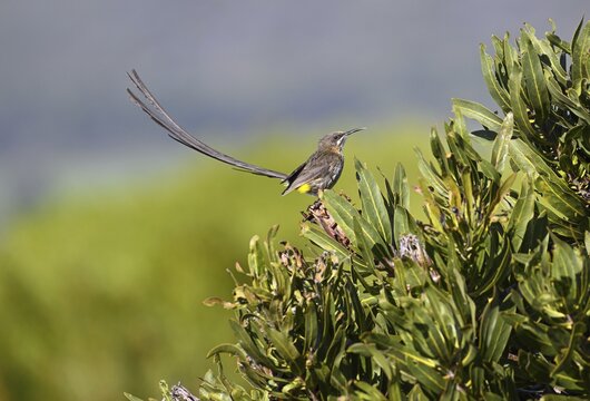 Cape Honeybird (Promerops cafer), near Gansbaai, Western Cape Province, South Africa