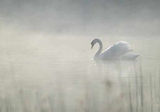 Silted swan (Cygnus olor) swims in impressive position on a lake, fog, Lower Saxony, Germany