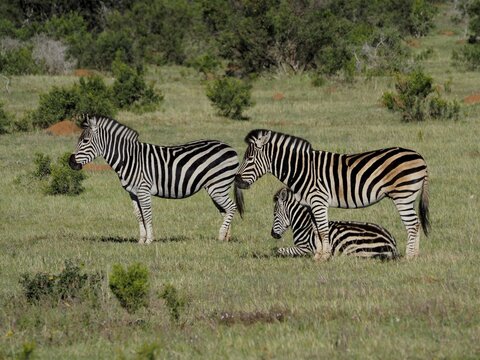 Three zebras, plains zebra (Equus quagga), resting and standing together in the middle of a green meadow, Addo Elephant National Park, South Africa