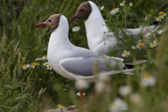 A pair of black-headed gulls (Chroicocephalus ridibundus) searching for a suitable nesting site, summer plumage, breeding plumage, breeding colony, bird colony, seabird colony, shorebird, coastal bird, July, Germany