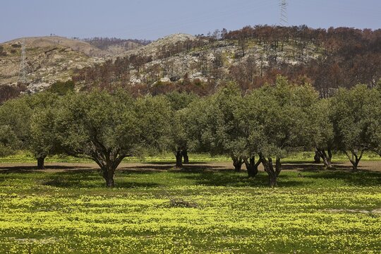 Field with olive trees and yellow flowers, rolling hills in the background, forest fires, summer 2023, forest fire damage, east of Lardos Beach, Rhodes, Dodecanese, Greek Islands, Greece