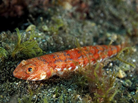 Juvenile lizardfish (Synodus saurus), El Cabron marine reserve dive site, Arinaga, Gran Canaria, Spain, Atlantic Ocean