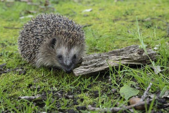 Hedgehog (Erinaceidae) on the forest floor looking for winter quarters, Cloppenburg, Lower Saxony, Germany