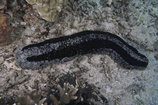 Black sea cucumber (Holothuria atra) crawls across the sandy seabed. Dive site SD, Nusa Ceningan, Nusa Penida, Bali, Indonesia