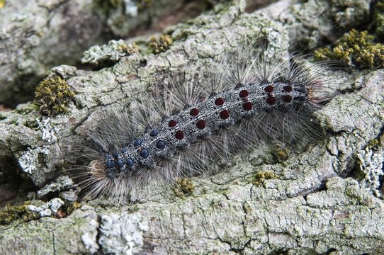 Gypsy moth, Lymantria dispar, spongemoth, butterfly, inchworm, insects, moths, moths, moths, caterpillar, butterfly