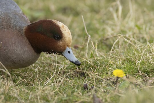 Eurasian wigeon (Mareca penelope) duck adult male bird feeding on grassland, England, United Kingdom