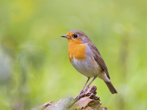 European robin (Erithacus rubecula), Hesse, Germany