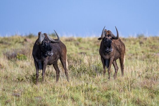 White-tailed wildebeest (Connochaetes gnou), adult, Mountain Zebra National Park, Eastern Cape, South Africa