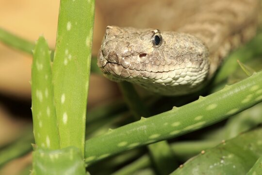 Western rattlesnake or prairie rattlesnake (Crotalus viridis), adult, portrait, found in North America, captive