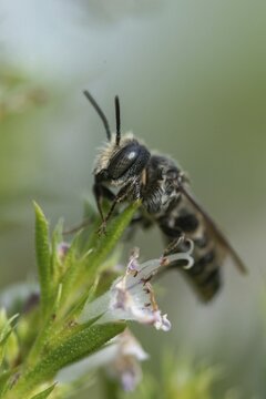 Apidae, bees, coelioxys mandibularis, hymenoptera, cone bee, mandible cone bee, square jawed sharp tail bee, high size, portrait format, insects, insects
