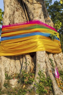 Sacred cloths wrapped around the root system of a strangler fig (Ficus religiosa), Ayutthaya, Thailand