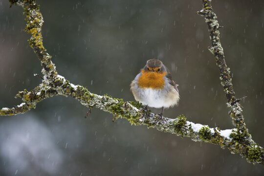 European robin (Erithacus rubecula), sitting on a branch during snowfall, Emsland, Lower Saxony, Germany
