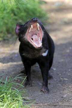 Tasmanian devil (Sarcophilus harrisii), Tasmanian devil, adult threatening, Cuddly Creek, South Australia, Australia