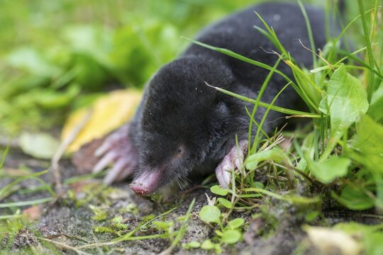 Insectivora, insectivora, mole, talpa europaea, mammals, mammals