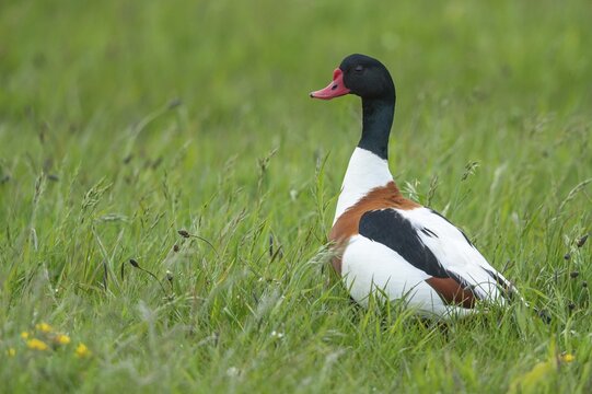 Common shelduck (Tadorna tadorna) in a wet meadow, Kattinger Watt, Schleswig-Holstein, Germany