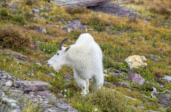 Mountain goat (Oreamnos americanus), mountain goat in a meadow, Glacier National Park, Montana, USA