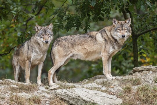 Gray wolves (Canis lupus) look attentively, captive, Germany