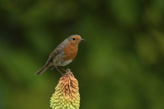European robin (Erithacus rubecula) adult bird on a garden Red hot poker plant flower in the summer, England, United Kingdom